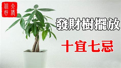 發財樹開花風水 回歸王者奧丁之怒